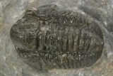 Detailed Proetid (Gerastos) Trilobite Fossil - Morocco #323185-1